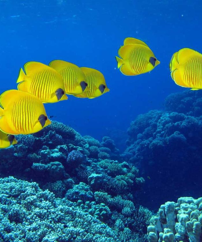Hurghada Under water